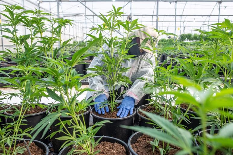 El ingrediente clave de todos estos productos es el cannabidiol, o CBD, un compuesto derivado de la marihuana que no tiene efectos narcóticos.(ARCHIVO)