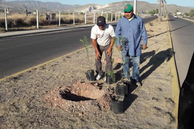 En las zonas semidesérticas se utiliza el Mezquite y Huizache para reforestar, ya que son plantas que nutren el suelo dan sombra. (EL SIGLO DE TORREÓN)