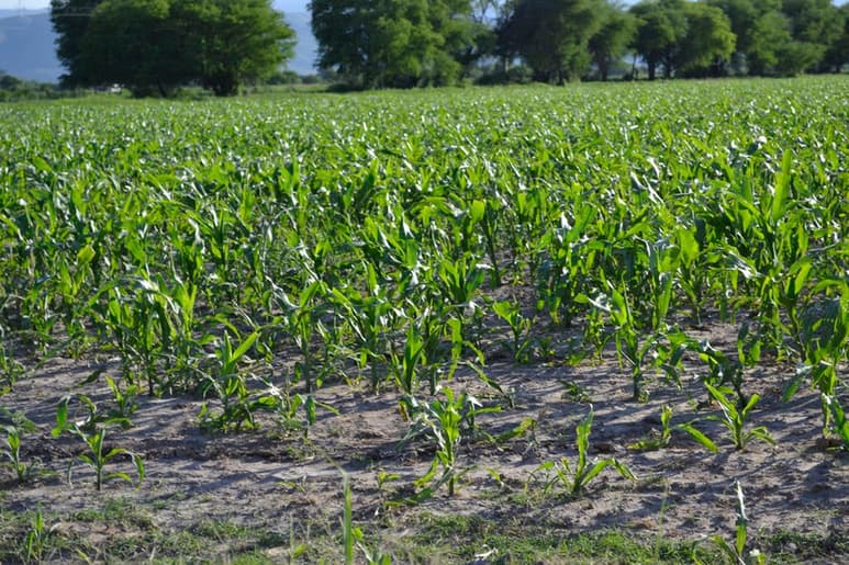 Aseguran en la Sader que un buen almacenamiento y la conservación de granos abonan en la seguridad alimentaria y a contrarrestar la pobreza en el sector rural, por lo que seguirán con el proyecto.