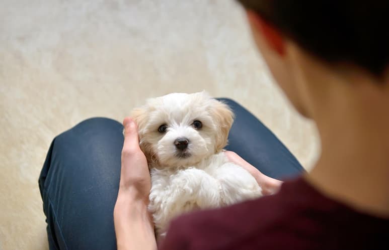 Cualquier animal nuevo en casa requiere de tiempo y cuidados, una tarea que debe ser asignada para cada miembro de la familia. (ARCHIVO)