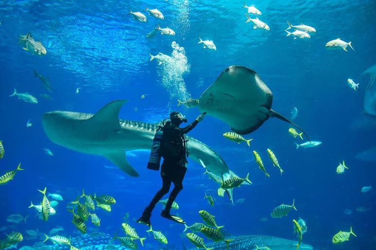 Un grupo internacional de investigadores obtuvo imágenes del feto de una mantarraya de arrecife. (ARCHIVO)