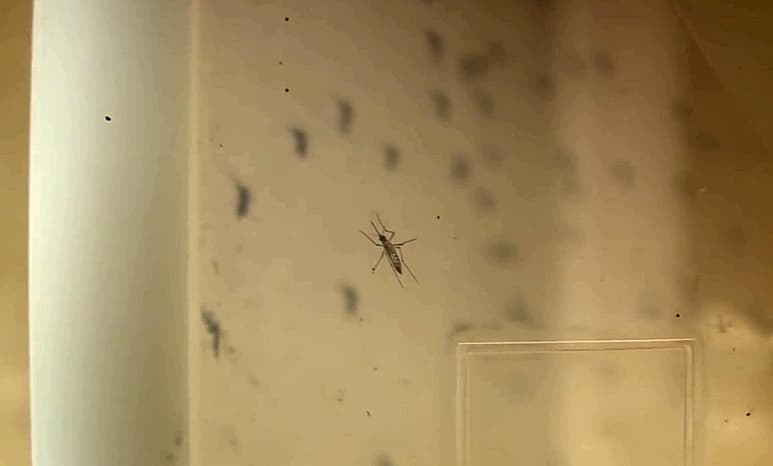 Una misión de expertos en arbovirosis de la Organización Panamericana de la Salud (OPS), Instituto Nacional de Salud Pública y Secretaría de Salud federal se encuentra en Chiapas para estudiar la situación del dengue, explorar el abordaje integral que se realiza en la entidad y replicar este modelo en otras regiones del país. (ARCHIVO)