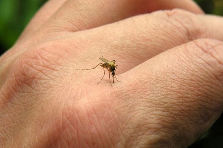 Se ha registrado sólo un caso de chikungunya en la Comarca Lagunera, de dengue y zika ninguno. (ARCHIVO)