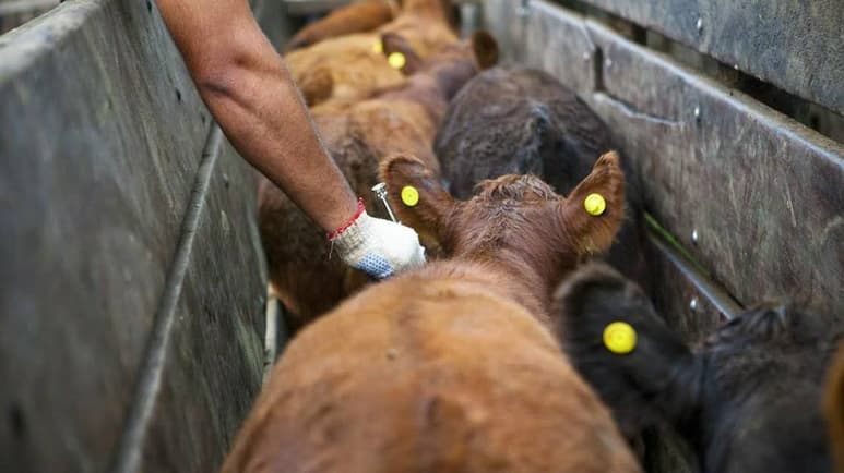 Sanidad Animal no solo sufrió una reducción económica, sino que además no han bajado los recursos este 2019 y ya se deben quincenas a los trabajadores del Comité de Fomento y Protección Pecuaria. (EL SIGLO DE TORREÓN)