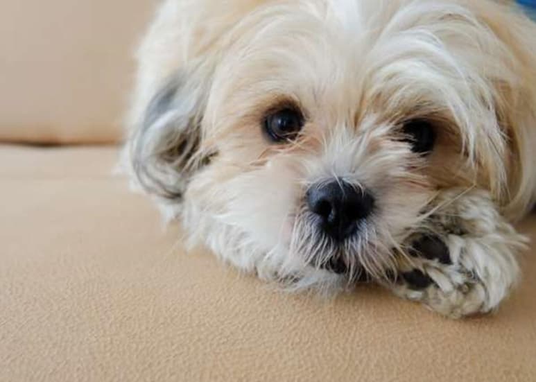 La eutanasia a animales sanos es legal en el estado de Virginia, Estados Unidos donde, vivía esta persona. (INTERNET)