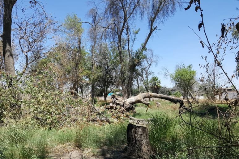 Recientemente se registró un incendio en un pequeño bosque en el ejido Florida y lo reforestarán. (EL SIGLO DE TORREÓN)