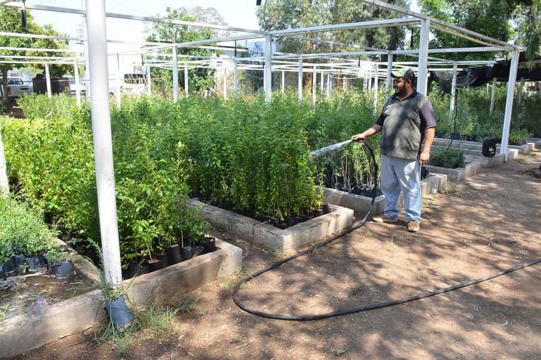 Son alrededor de 30 mil los árboles que entrega el Vivero Municipal entre ciudadanos interesados. (FERNANDO COMPEÁN)