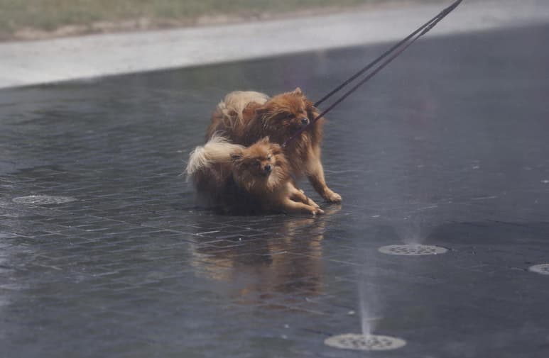 Exhortan a cuidar a las mascotas en esta temporada de calor. (ARCHIVO)