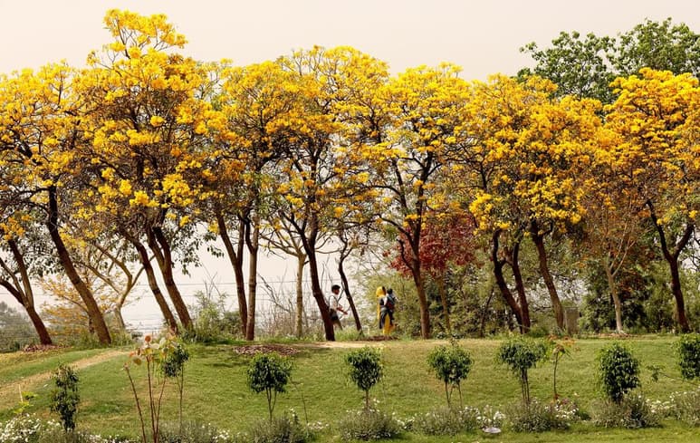La perdida de especies no solo afecta a los animales sino también a las plantas, de las que casi 600 especies han desaparecido de la faz de la Tierra en 250 años, es decir, más del doble del número total de pájaros, mamíferos y anfibios extinguidos. (ARCHIVO)