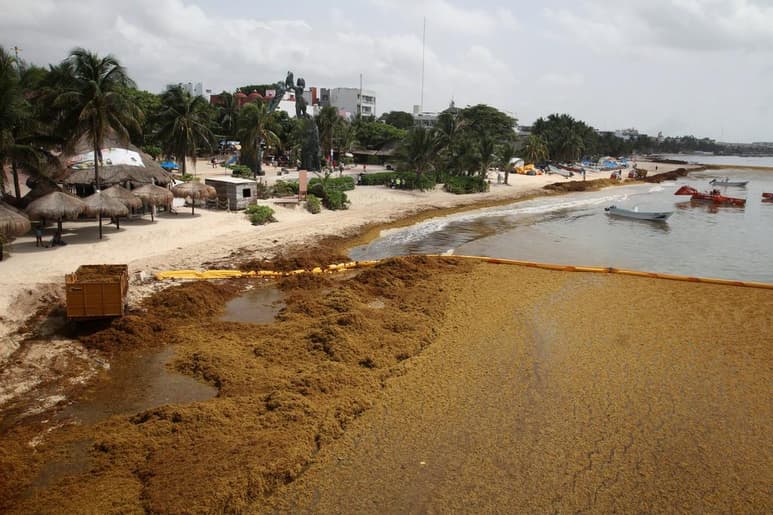 El sargazo es una alga que flota en la superficie de los océanos y sirve como hábitat para muchas especies marinas y su arribo a las costas mexicanas es un fenómeno recurrente que se ha convertido ahora en un problema ecológico. (EFE)