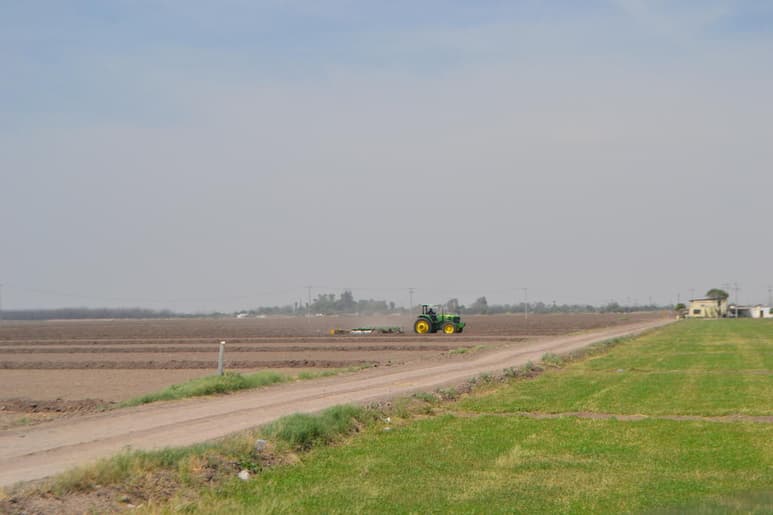 En este ciclo agrícola que está por finalizar, Hipólito Pasillas Ortiz, dirigente de la Confederación Nacional Campesina (CNC) en Gómez Palacio, dijo que hubo muchos productores a los que no les llegó el agua a tiempo y esto ha perjudicado a la planta, de modo que ésta merma al no recibir adecuadamente sus riegos. (ARCHIVO)