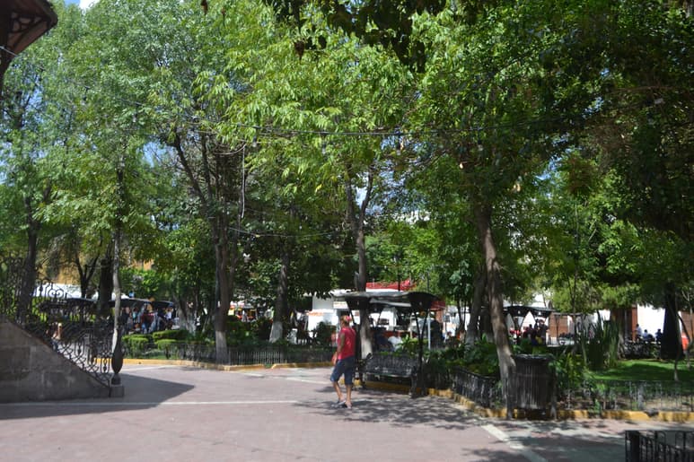 En varios espacios públicos del municipio de Lerdo hay árboles muy longevos. (ANGÉLICA SANDOVAL)
