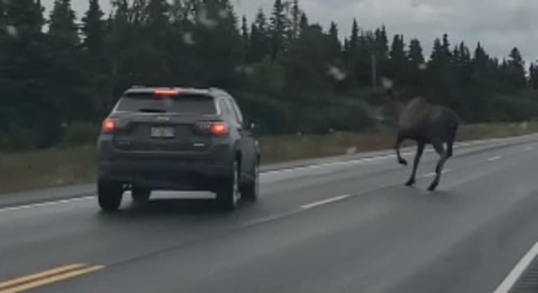 Camioneta por poco atropella a un alce que cruzaba una carretera