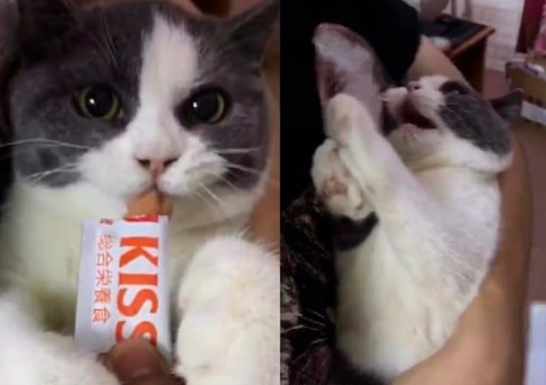 Video viral en redes sociales. (CAPTURA)