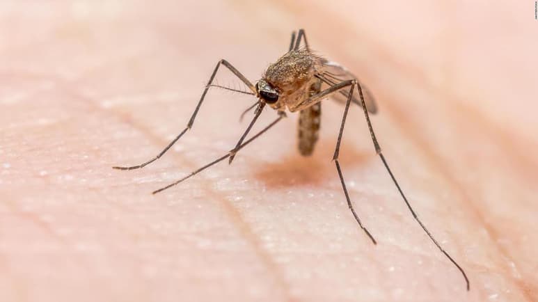 Además, expusieron a los machos a una cepa de la bacteria Wolbachia para hacer estériles a las hembras. (ESPECIAL)