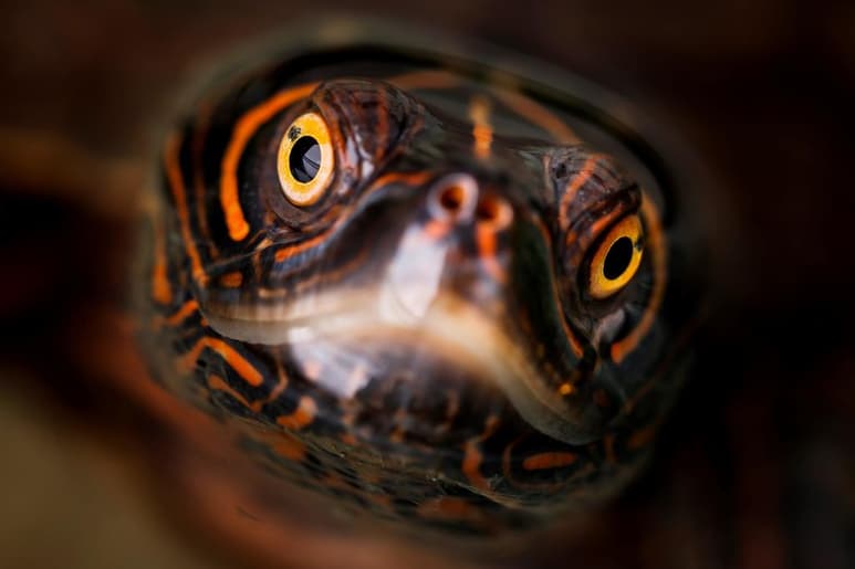 Muchos de los animales que hoy en día son domésticos fueron sacados de su hábitat natural a la fuerza y poniendo en riesgo su vida tras no adaptarse al cautiverio. (ARCHIVO)