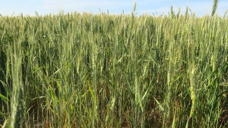 La Secretaría de Agricultura y Desarrollo Rural (Sader) señaló que Sonora encabeza la producción con 407 mil toneladas. (ARCHIVO)
