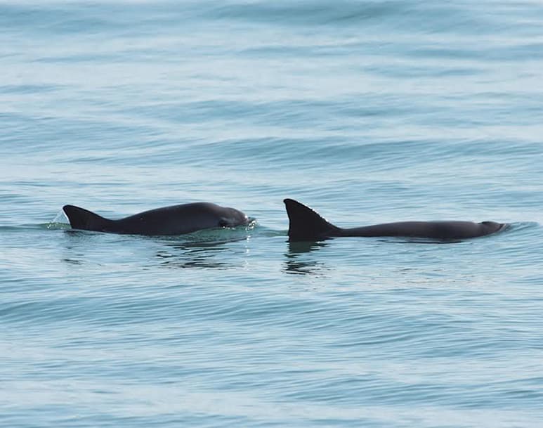 En México, la vaquita marina es la especie de mamífero marino que se encuentra más amenazada. (ARCHIVO)