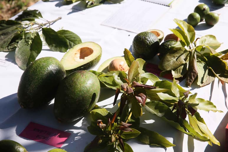 La infusión de hojas de aguacate tiene diversos beneficios para la salud, al ser una buena fuente de nutrientes y fitoquímicos. (ARCHIVO)