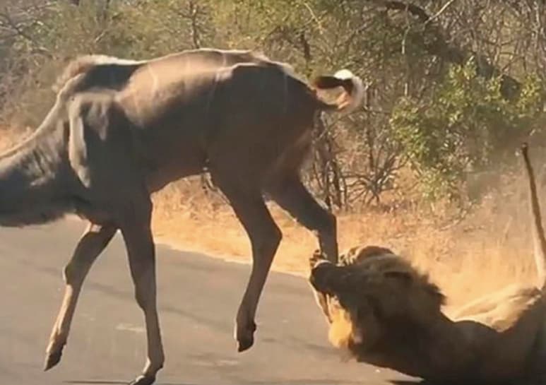 Video viral en redes sociales. (CAPTURA) 
