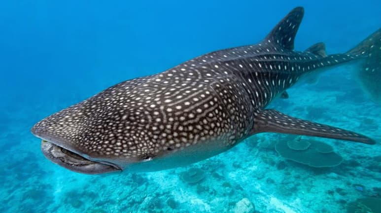 Tiburón ballena. (ESPECIAL)