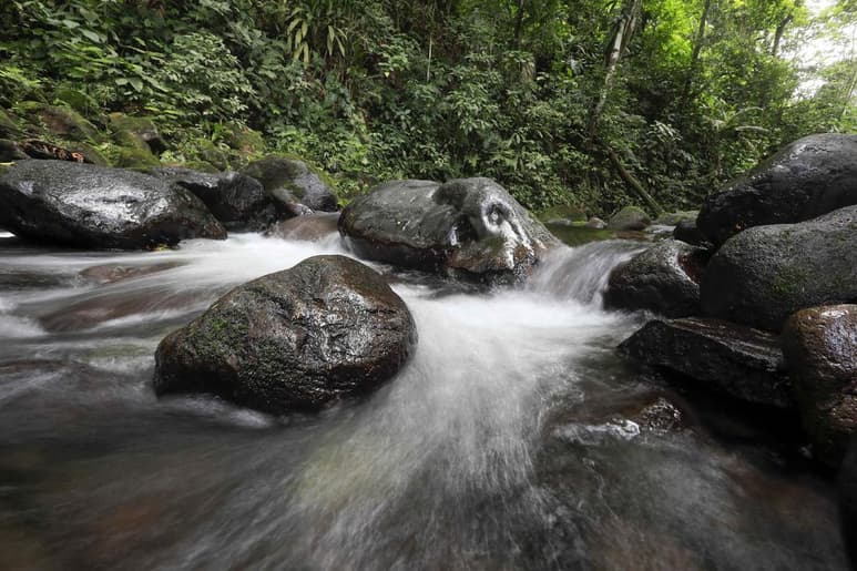 Los bosques tropicales son los que más potencial tienen para almacenar una mayor cantidad de dióxido de carbono. (ARCHIVO)