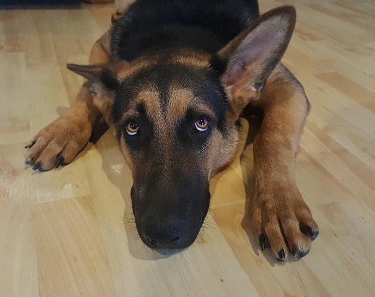 En un estudio realizado a 700 mujeres de Estados Unidos la mayoría aseguran sentirse más cómodas durmiendo con su mascota que con un hombre. (ARCHIVO)