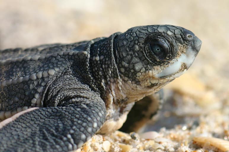 Con la información genética, las autoridades podrán saber con precisión la procedencia de las tortugas cazadas furtivamente para fabricar productos ilegales. (ARCHIVO)