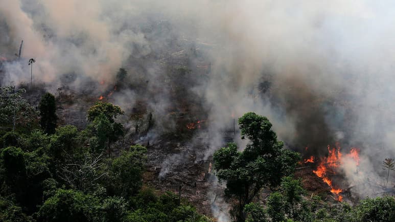 'Estamos cada vez más cerca de un punto de no retorno para aquello que no sólo es la mayor reserva de biodiversidad del planeta, sino que representa uno de los pilares de los equilibrios climáticos', advirtió la entidad ecologista WWF. (ESPECIAL)