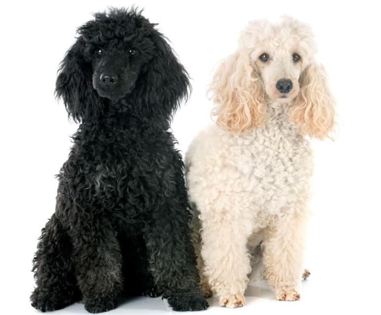 El Poodle es considerada una de las cinco razas más inteligentes del mundo. (ARCHIVO)