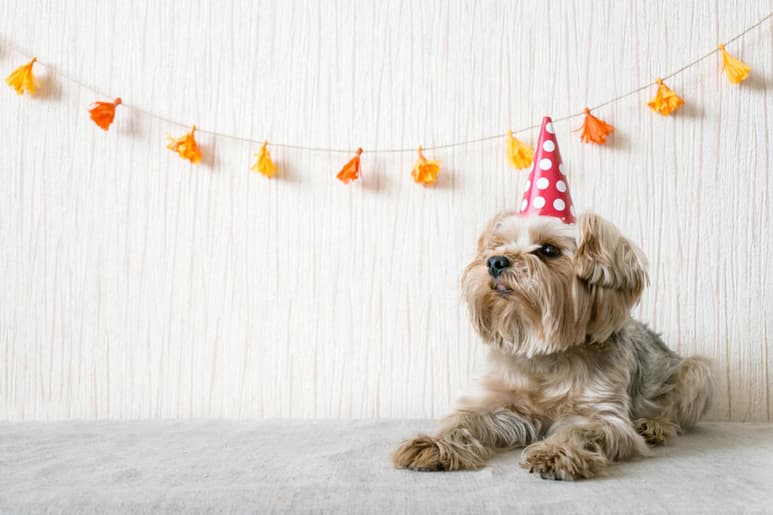 La edad de un perro dependerá de la talla a la que pertenezca. (ARCHIVO)