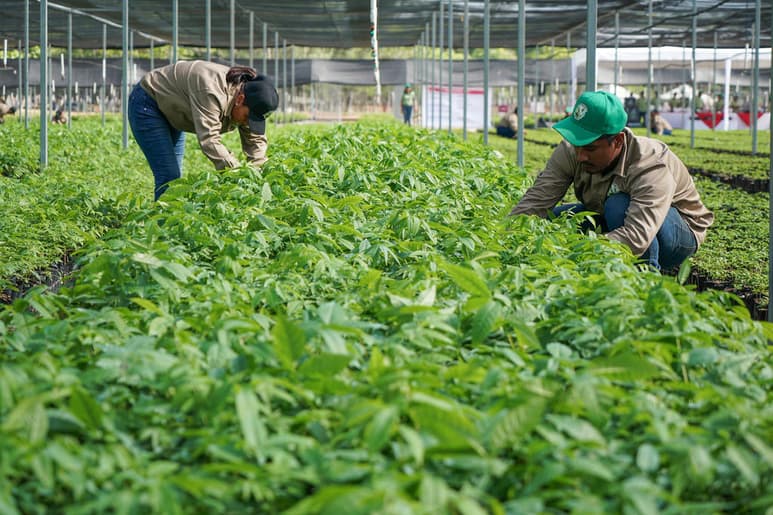 El programa gubernamental mexicano Sembrando Vida, que plantea la reforestación de un millón de hectáreas y el apoyo económico a los campesinos participantes, carece de criterios ecológicos y podría causar efectos adversos en bosques y selvas, advierten organizaciones ambientalistas. (ARCHIVO)