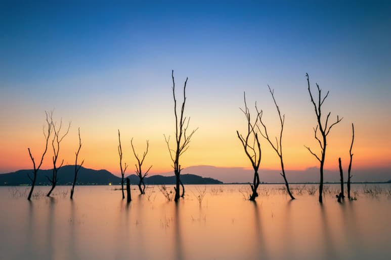 Los mecanismos de resiliencia de la Tierra están tan afectados por la crisis ambiental actual que al planeta le está faltando tiempo para recuperarse de lo que ya se conoce como la sexta extinción masiva. (ESPECIAL)