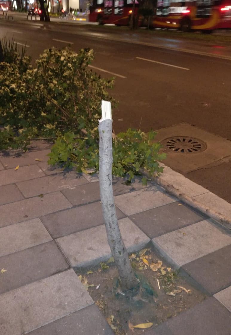 El sujeto se acerca a las unidades para cometer el robo y sin pensarlo dos veces, arranca el tronco del árbol para llevárselas. (TWITTER)