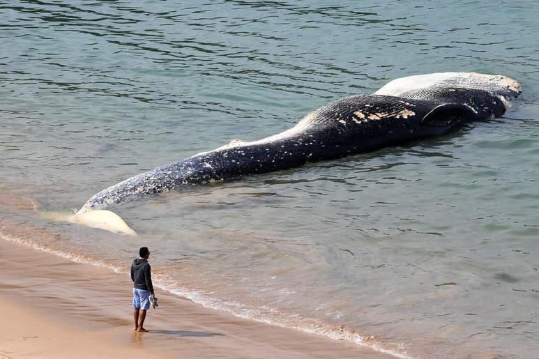 Un total de cuatro mil 896 marsopas, delfines y ballenas quedaron varadas en las costas de Reino Unido entre enero de 2011 y diciembre de 2017. (ARCHIVO)