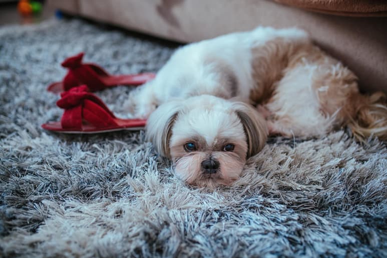 hay cosas que puedes hacer por tu perro para que se mantenga feliz y entretenido cuando está solo. (ARCHIVO)