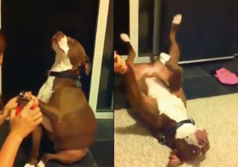Video viral en redes sociales. (CAPTURA)
