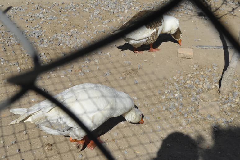 Los jóvenes metieron al pato en una mochila e intentaron salir. (EL SIGLO DE TORREÓN)