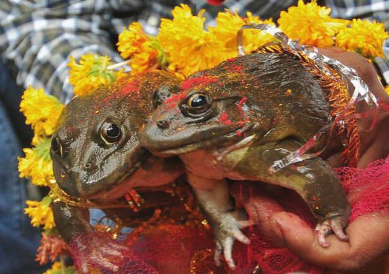 Es una tradición de India. (CAPTURA)