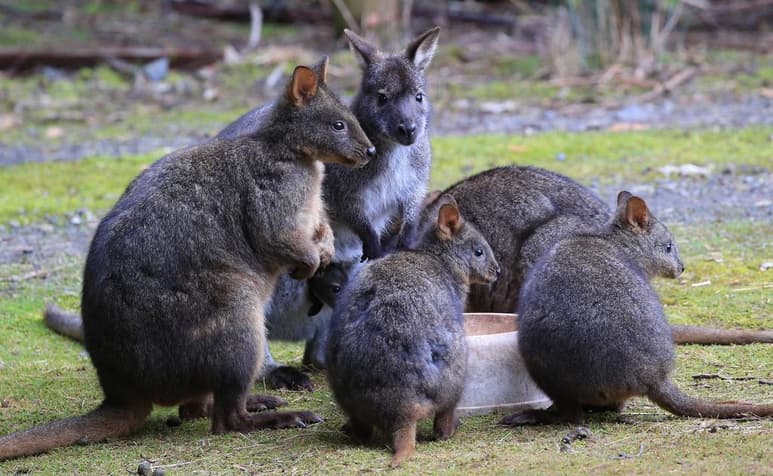 Los hallazgos de los marsupiales gigantes fueron hechos en Australia, donde se encuentra la mayoría de este tipo. (ARCHIVO)