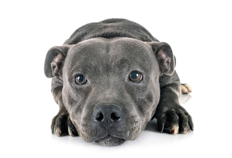 De acuerdo con las estadísticas de la Sociedad Americana de Evaluación del Temperamento, los pitbull tienen un carácter más estable que los perros promedio, incluso más que los golden retriever y beagle. (ARCHIVO)