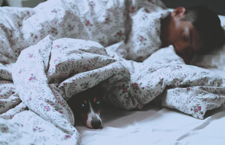 Las pesadillas son sueños que suceden recurrentemente cuando hubo algo en tu día que pudo ser difícil o que desestabilizó tu rutina y tu perro no se queda atrás. (ESPECIAL)