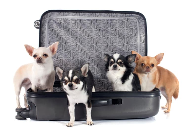 Los Chihuahua pertenecen a las razas de perros más longevas y son reconocidos por ser poseedores de un carácter muy fiel hacia su amo. (ARCHIVO)