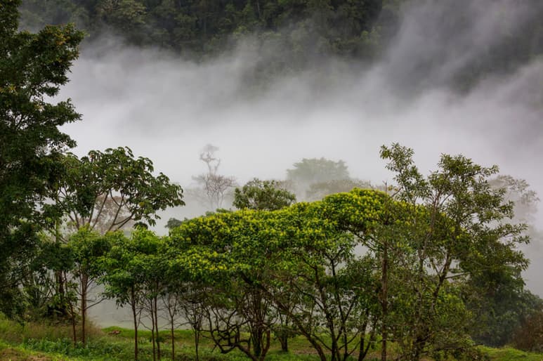 Científicos ecuatorianos estudian trece posibles nuevas especies de animales en la cuenca del río Napo, en la Amazonía del país sudamericano. (ARCHIVO)