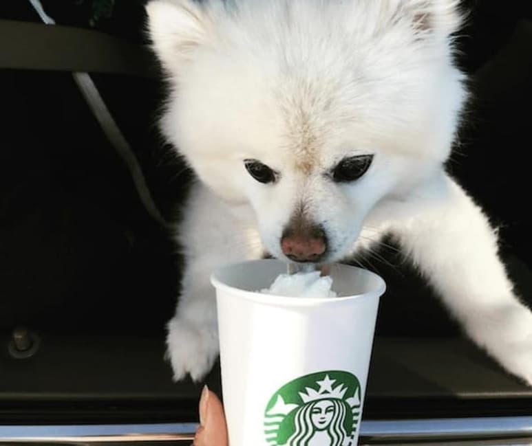 La bebida no contiene ingredientes dañinos para los perros (INTERNET)