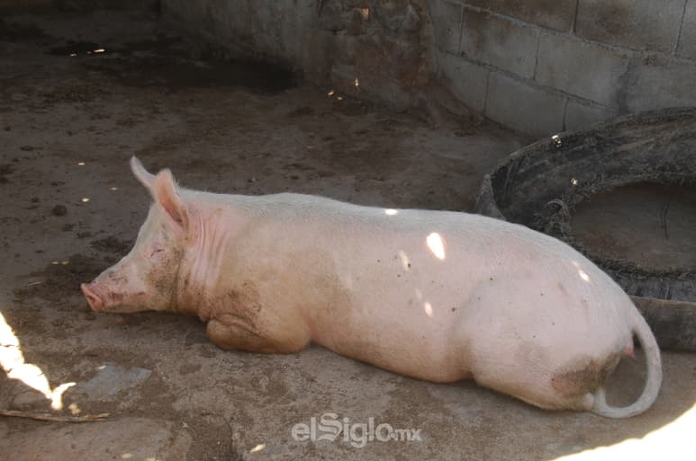Es un alimento con un precio más accesible que otros productos de origen animal, que la hace parte de la dieta de los mexicanos.