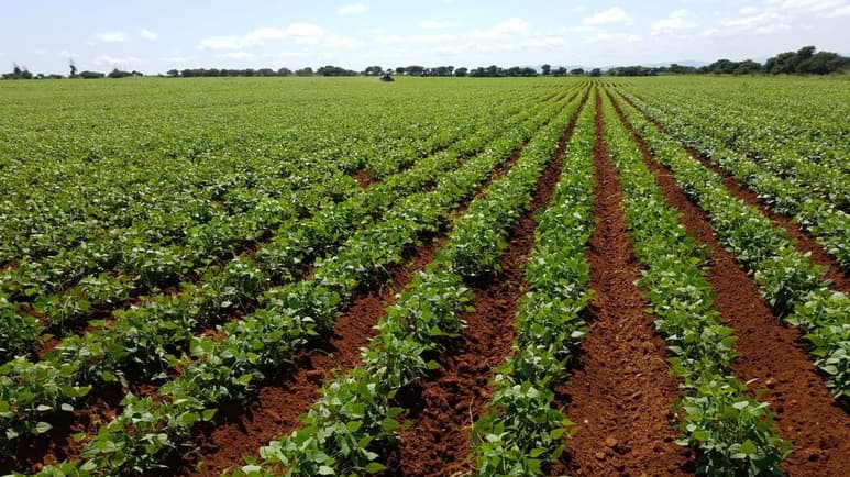 En todas las comunidades del municipio hay zonas donde las lluvias favorecieron el desarrollo de las plantas de frijol.