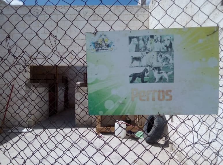 Asociaciones protectoras de animales coinciden que hay irregularidad en el sacrificio de perros. (EL SIGLO DE TORREÓN)