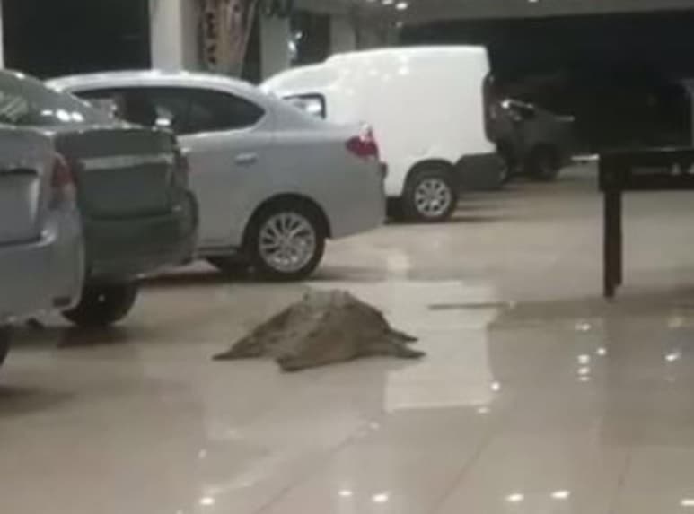 Video se hace viral en Facebook. (CAPTURA)