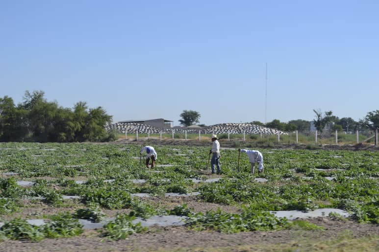 Fueron alrededor de 20 mil millones de pesos los que el Gobierno federal recortó al campo para el próximo año. (EL SIGLO DE TORREÓN)